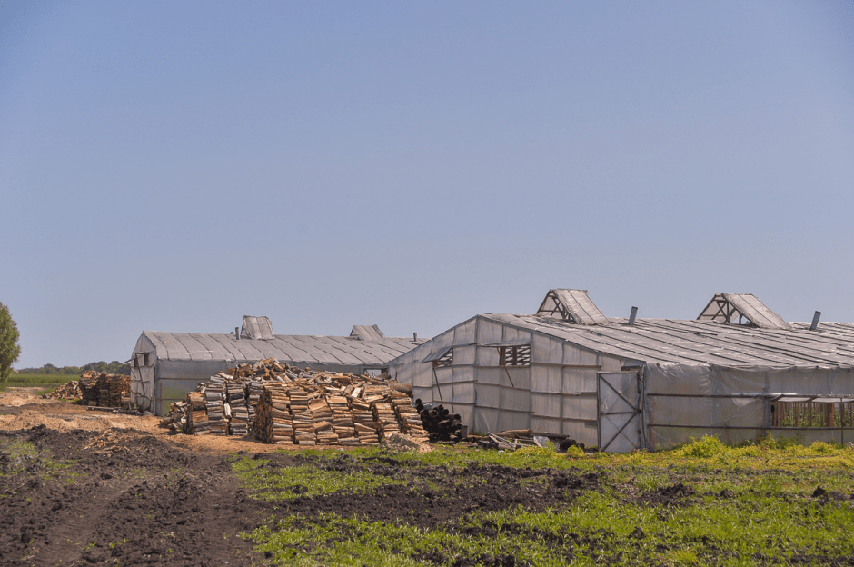 Две семьи выращивают огурцы и клубнику 22.png