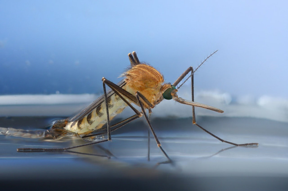 6-Самка комара рода Кулекс откладывающая яйца.jpg