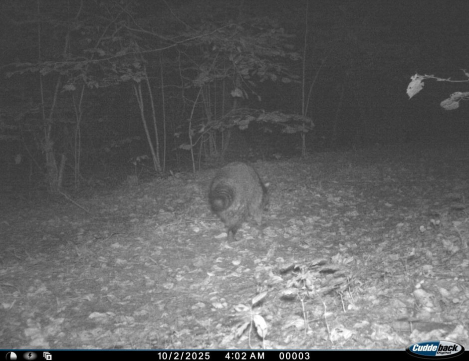 Енот полоскун 3.jpg