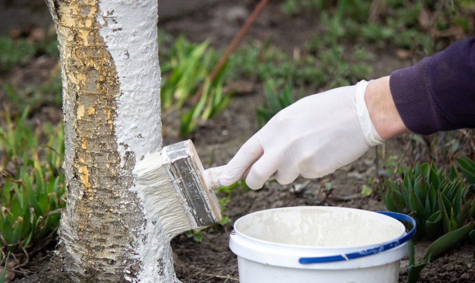 побелка.jpg побелка.jpg