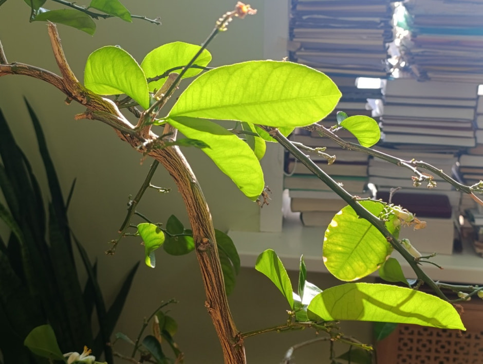 Гербарий Института экспериментальной ботаники 2.jpg