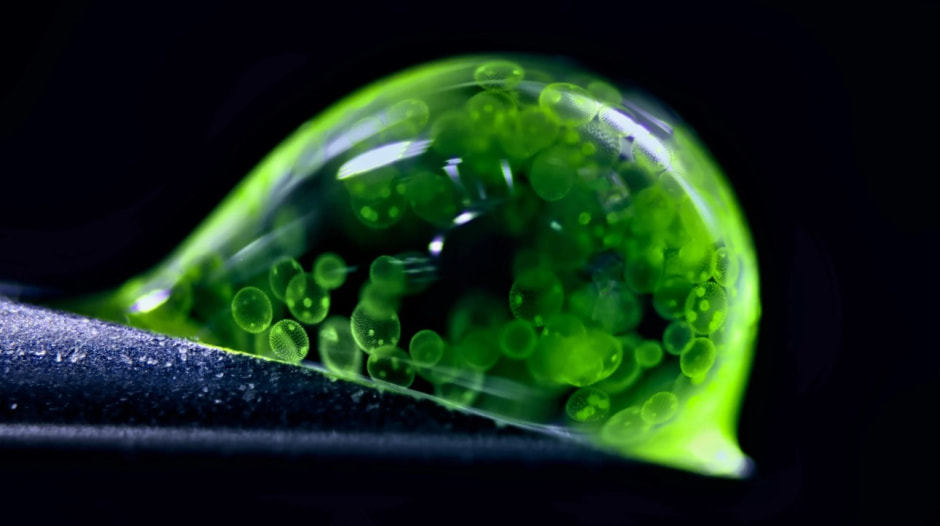 зеленая водоросль