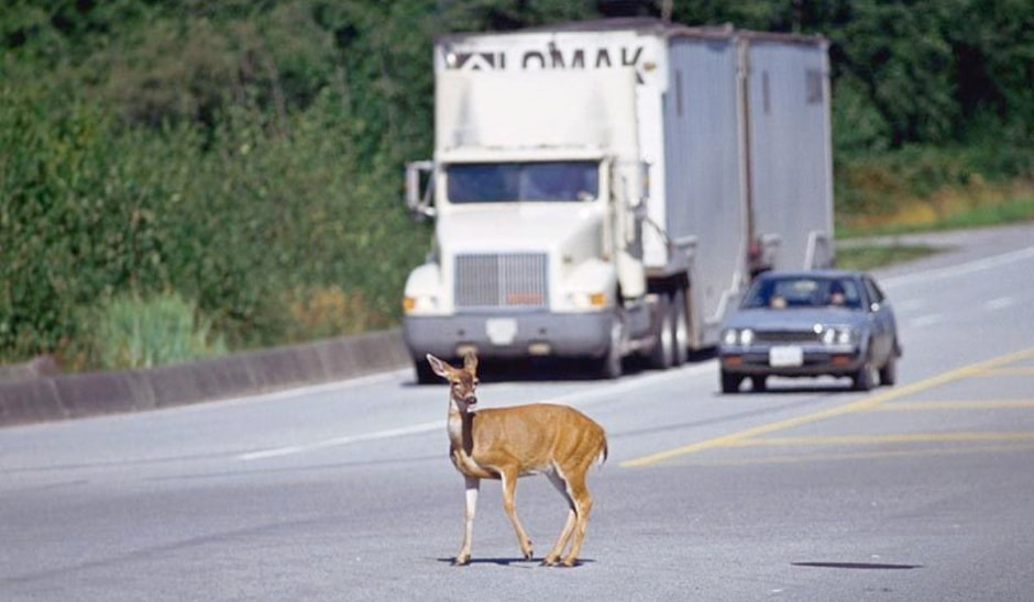 Животные на дороге Животные на дороге 1.jpg