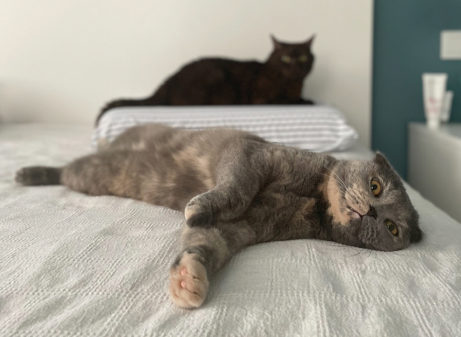 Зачем вакцинировать питомцев.jpg