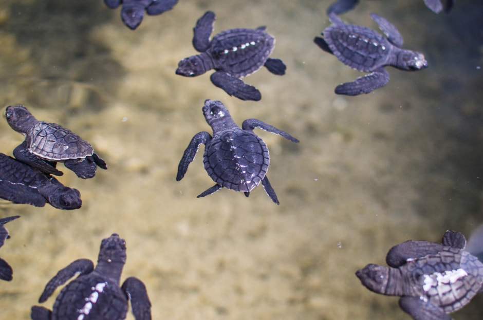 Черепаховая ферма