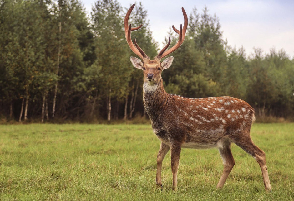 Пятнистый олень 
