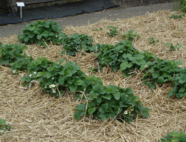 Мульчирование