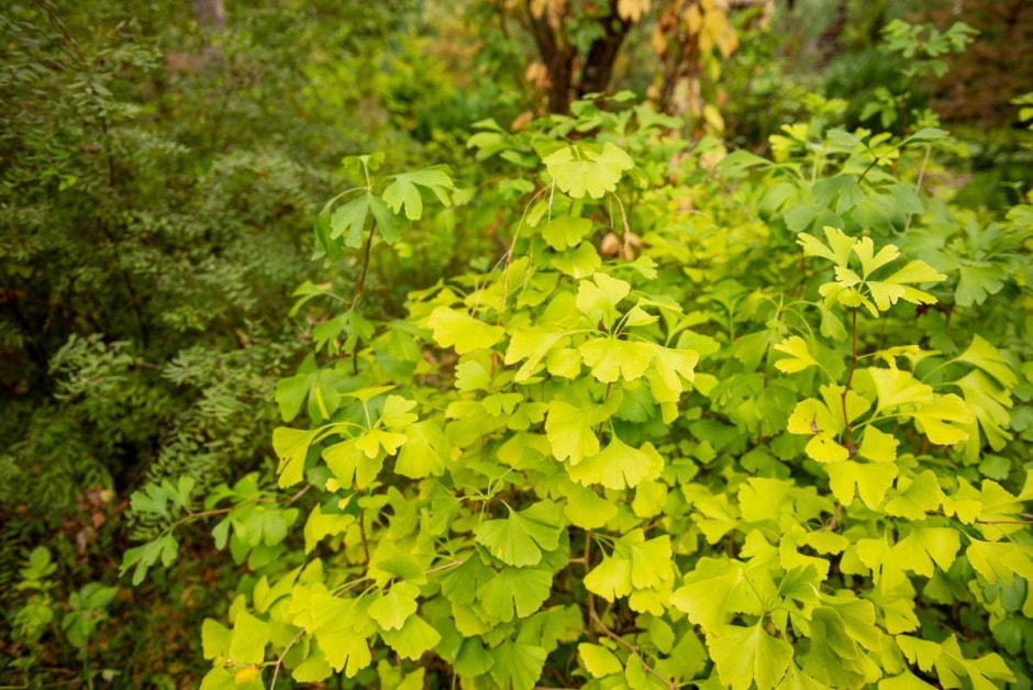 6-Гинкго билоба.jpg