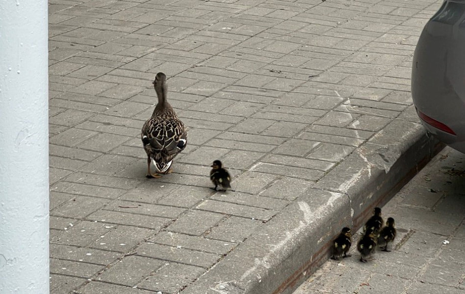 Утиная семья 1.jpg