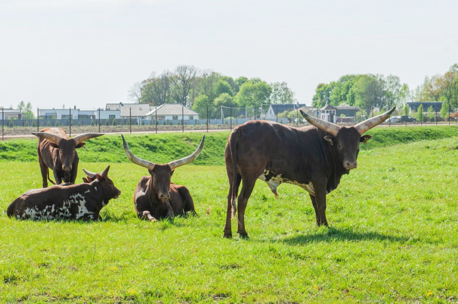 Быки ватусси 6.jpg