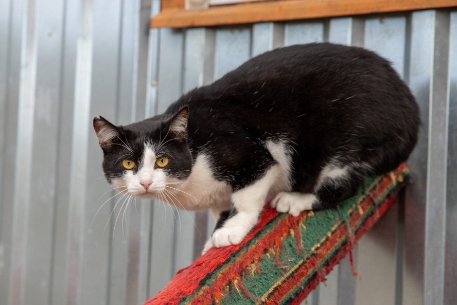 Закон о животных 7.png