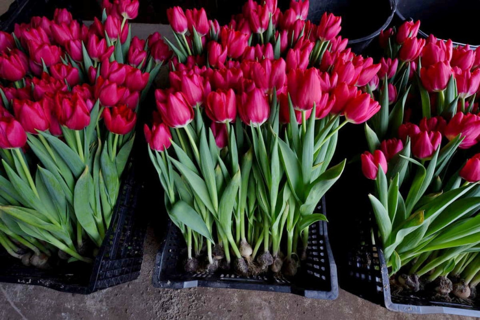 Как на Полесье выращивают тюльпаны 14.jpg