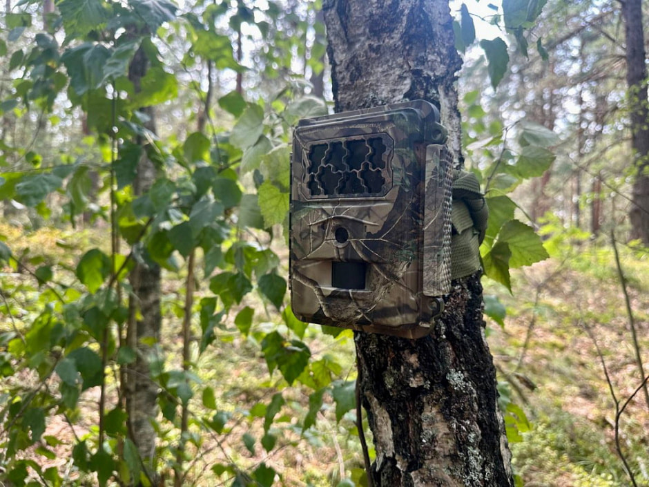 Барсук европейский фотоловушка.jpg Барсук европейский фотоловушка.jpg