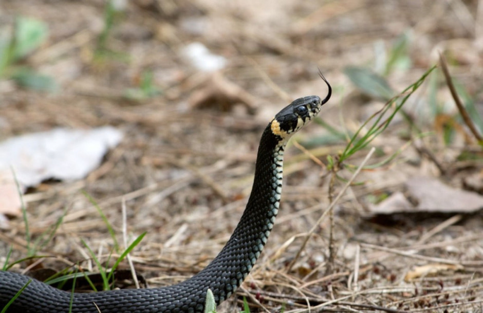 Белорусские змеи 7.jpg