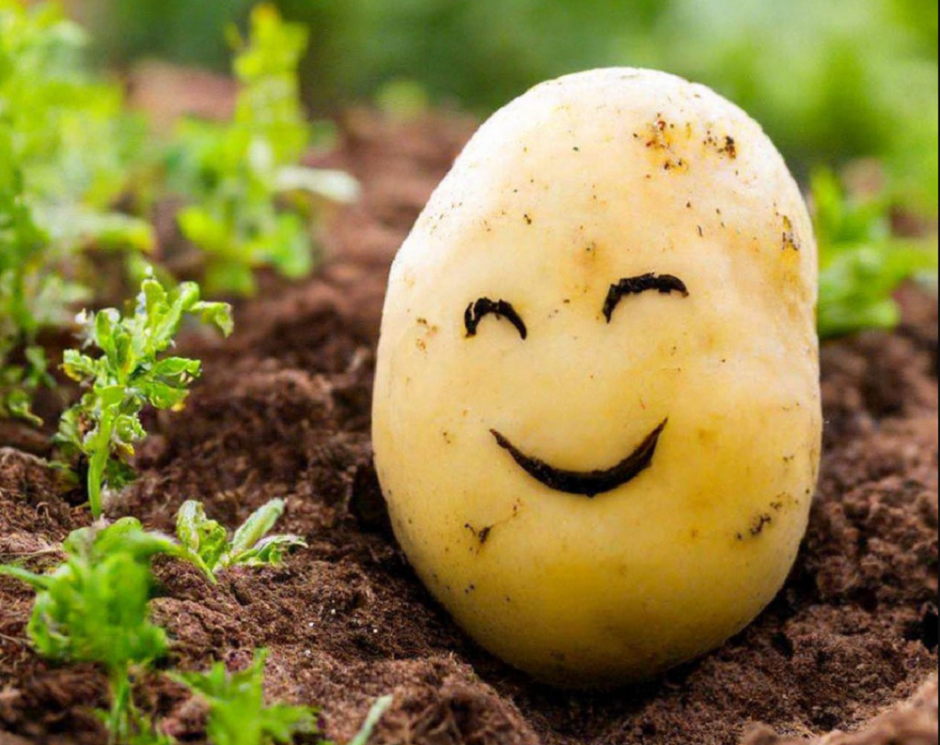 картофель улыбается картофель улыбается