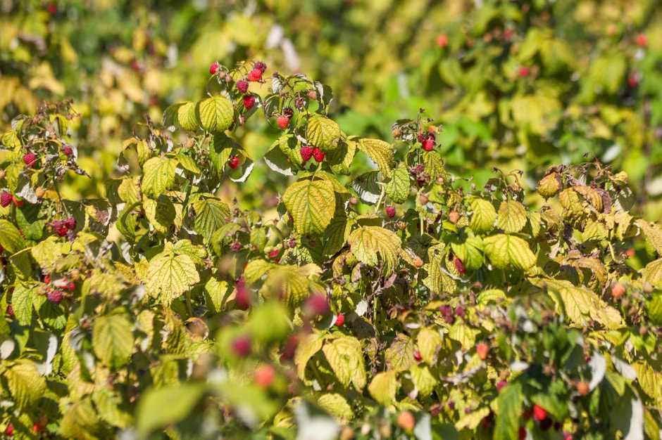 Споровские фермеры из Здитово-7.jpg