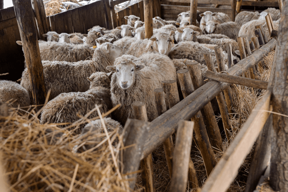 Фермер хутор Ёдишки 6.png