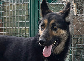 Забрать свое животное из отлова обойдется в 500 рублей? Названы реальные суммы