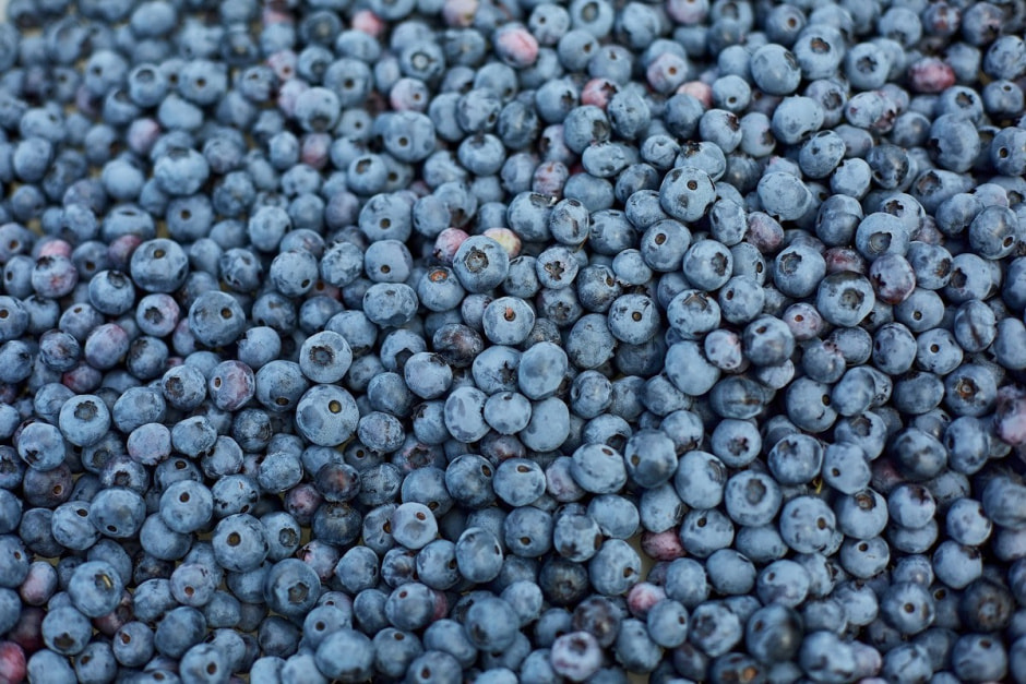 Как выращивают голубику 7.jpg