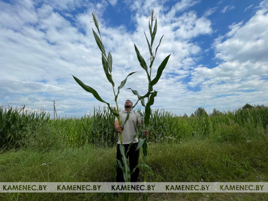 огромная кукуруза.jpg