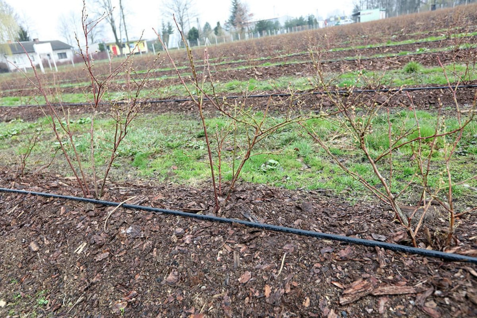 Почему не плодоносит голубика 7.jpg