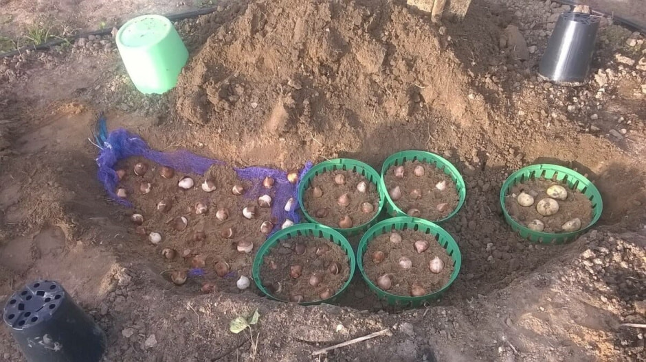 Высаживаем луковичные 12.jpg