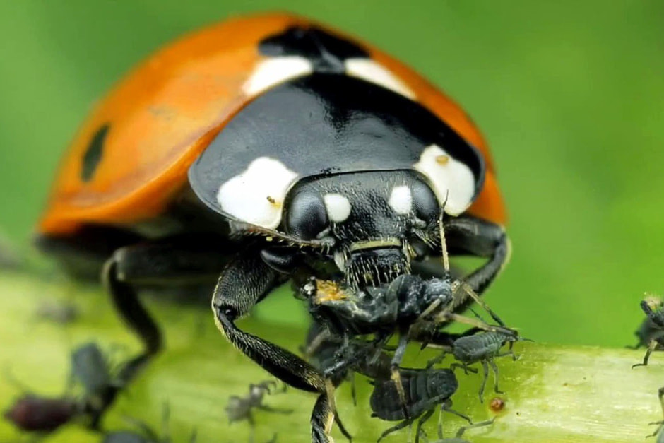 божья коровка поедает тлю