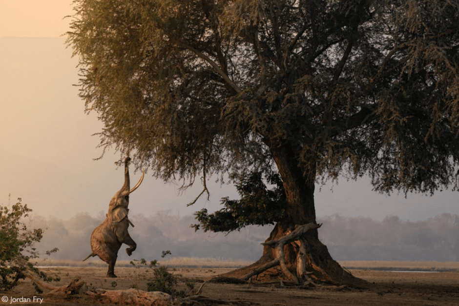 Африка-слон-кормушка