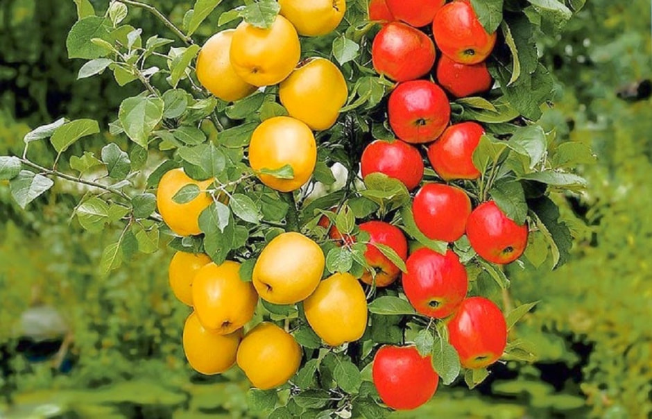 Дерево-сад Дерево-сад.jpg