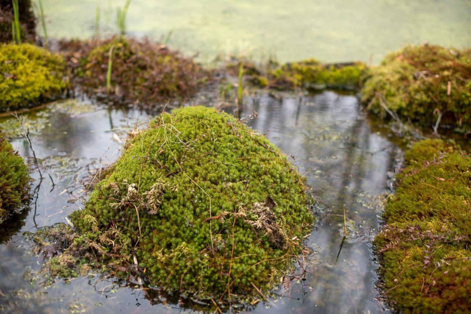 2-Сфагнум (торфяной мох) на болоте.jpg