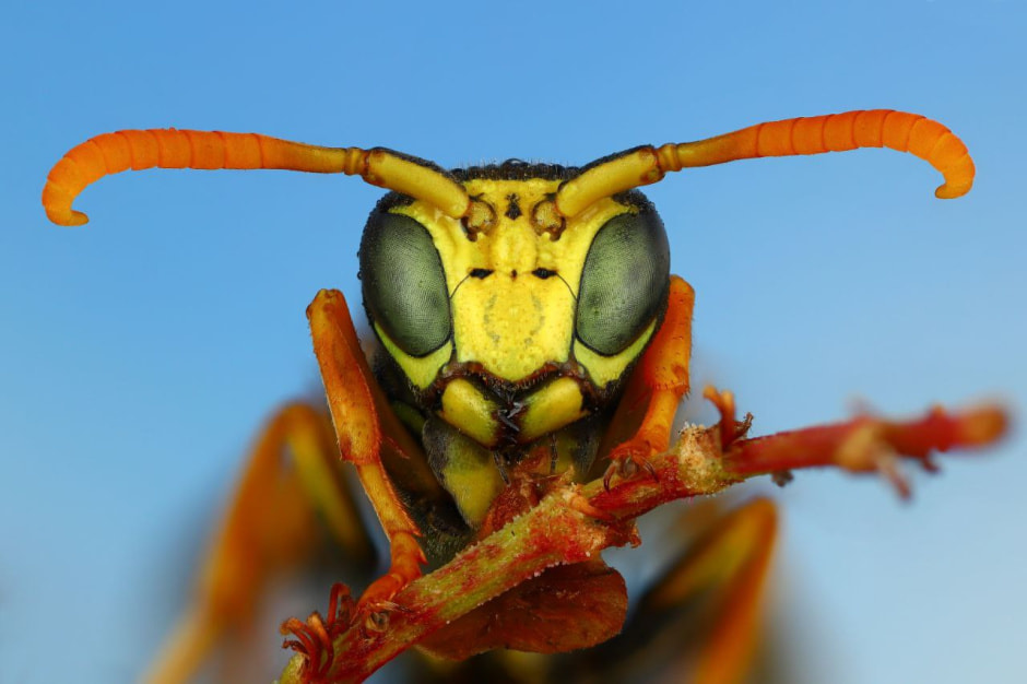 Андрей Шаповалов Оса полист_2.jpg