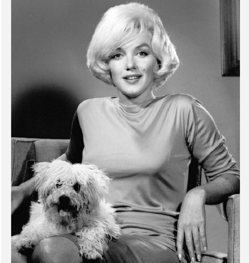 пудель Монро