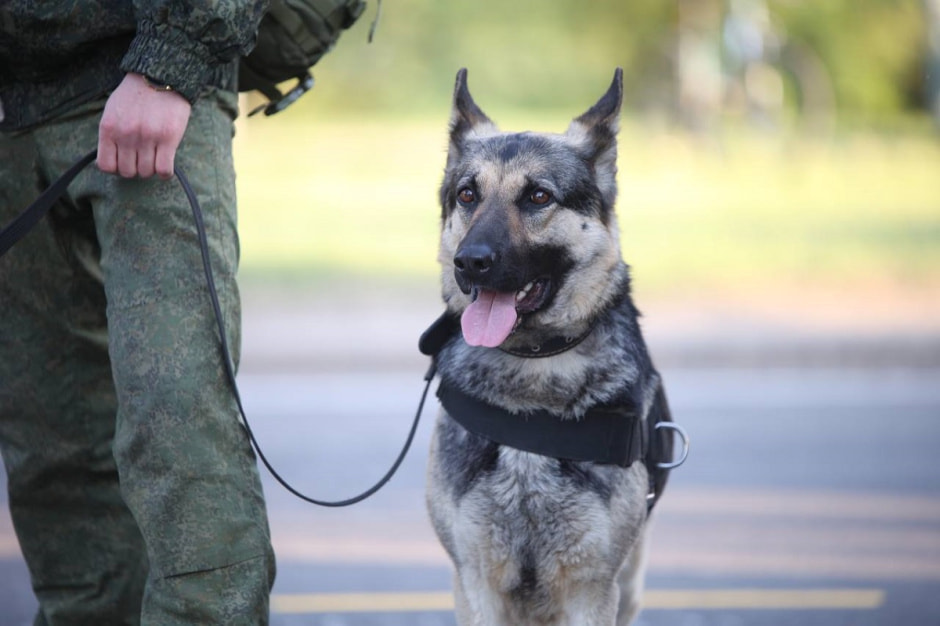 репетиция парада собака
