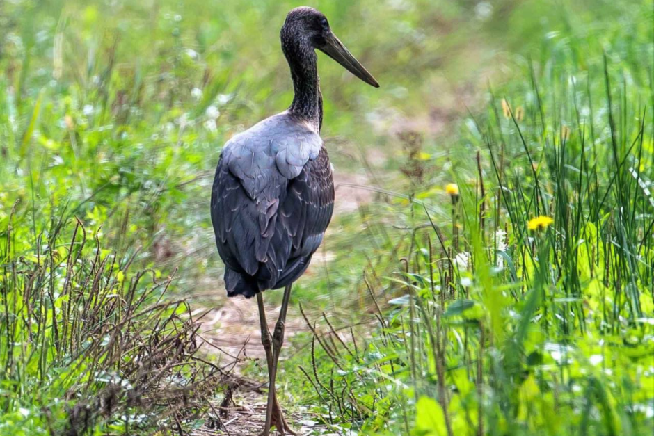 Черные аисты 6.png