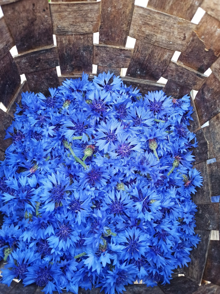 Травница Ольга Букат 12.jpg