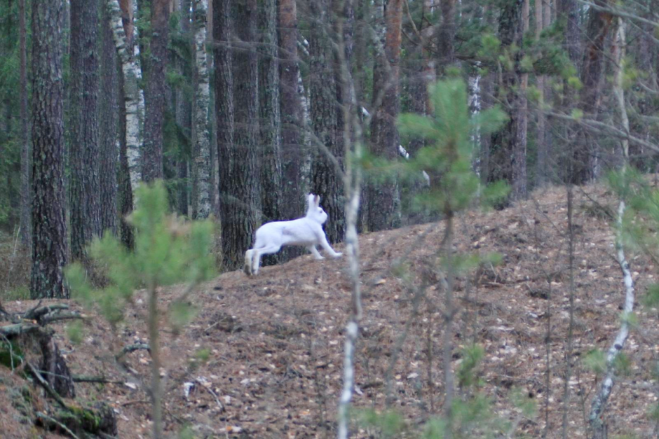 Заяц-беляк 3.png