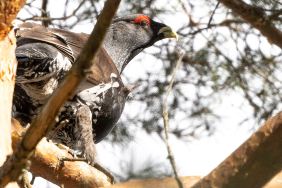 Глухари 8.png