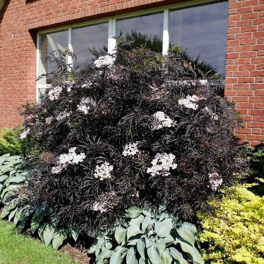 Какие растения не надо обрезать весной 9.jpg