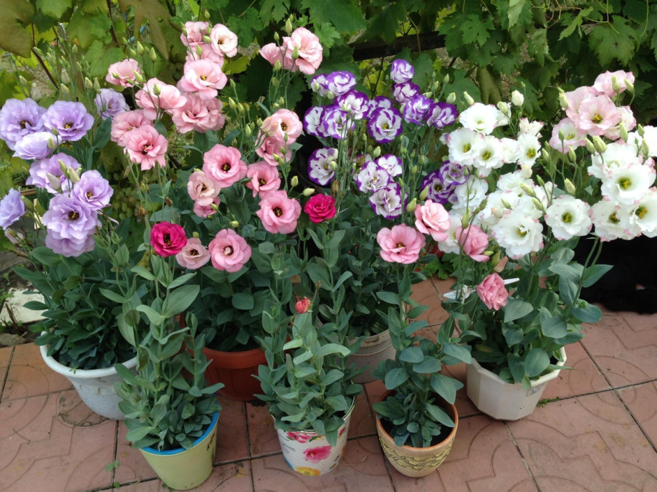 Январская рассада 5.png