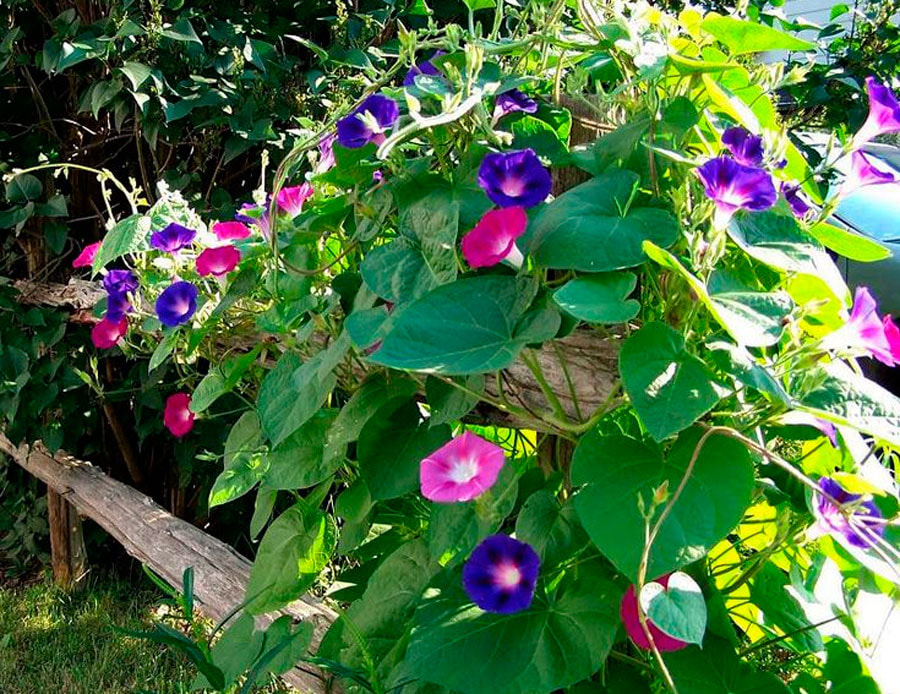 ипомея2.jpg ипомея2.jpg