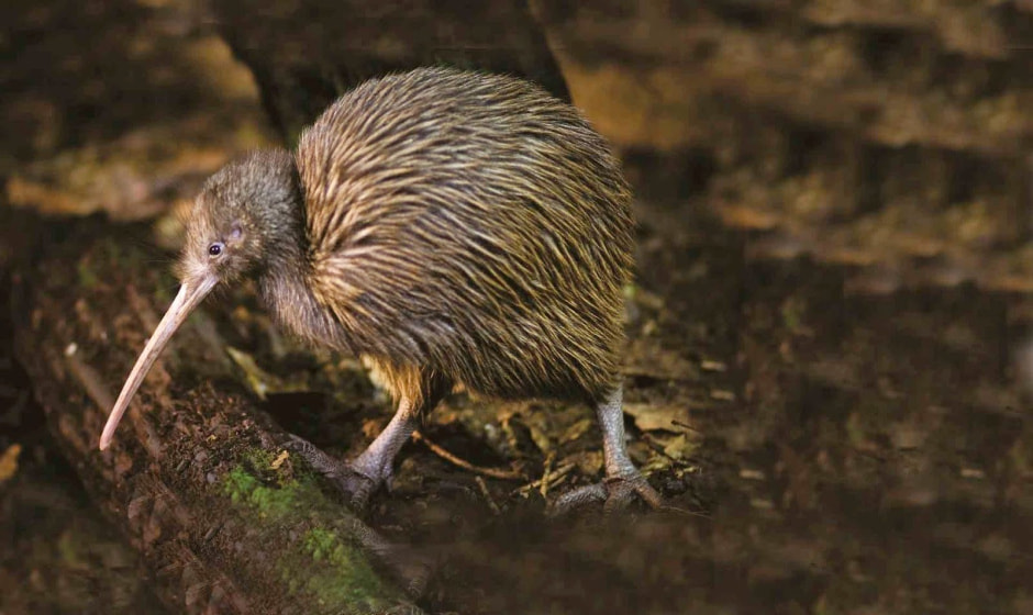 Яйца диких птиц 13.jpg