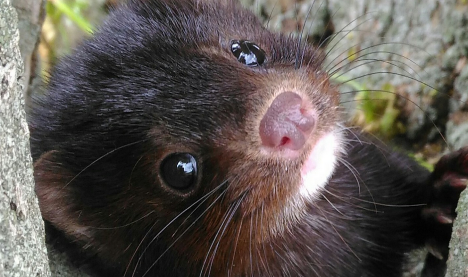 Американская норка 11.png