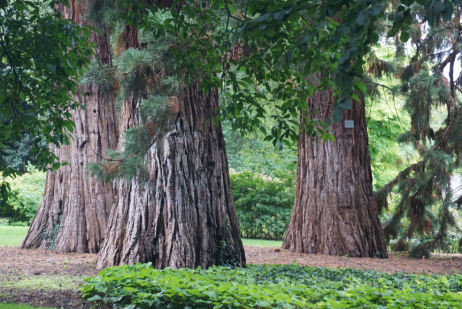 rouen51.jpg rouen51.jpg