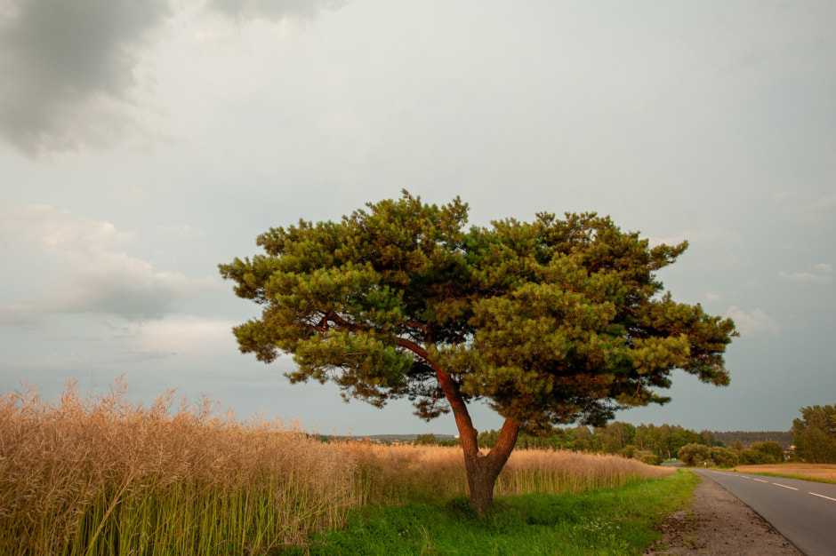 Обойдется без дождей Чего ждать белорусам от погоды в четверг — прогноз на 1 августа.jpg