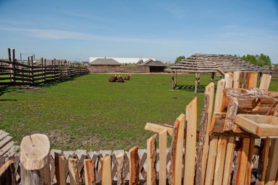 Быки ватусси 10.jpg