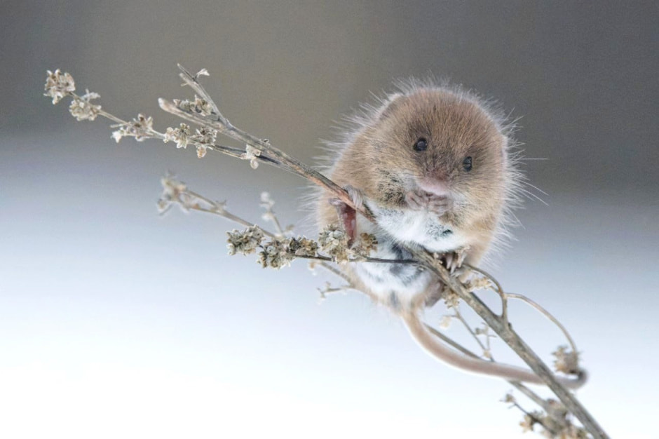 Мышь-малютка 4.jpg