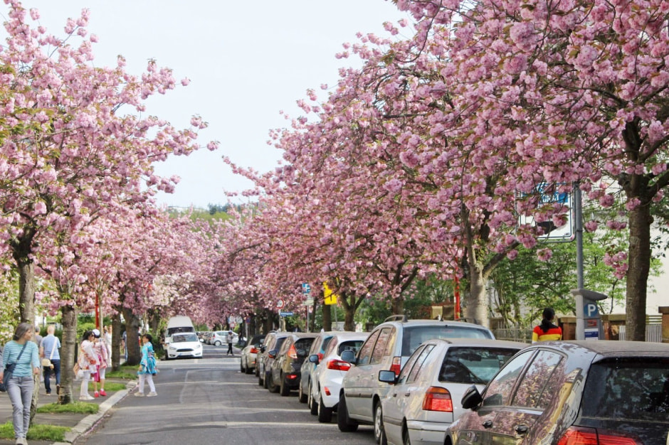 Ханами Марбург 8.jpg