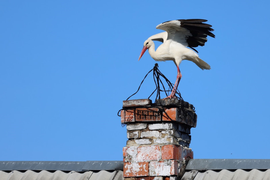 Аисты в деревне Малешев 24.jpg