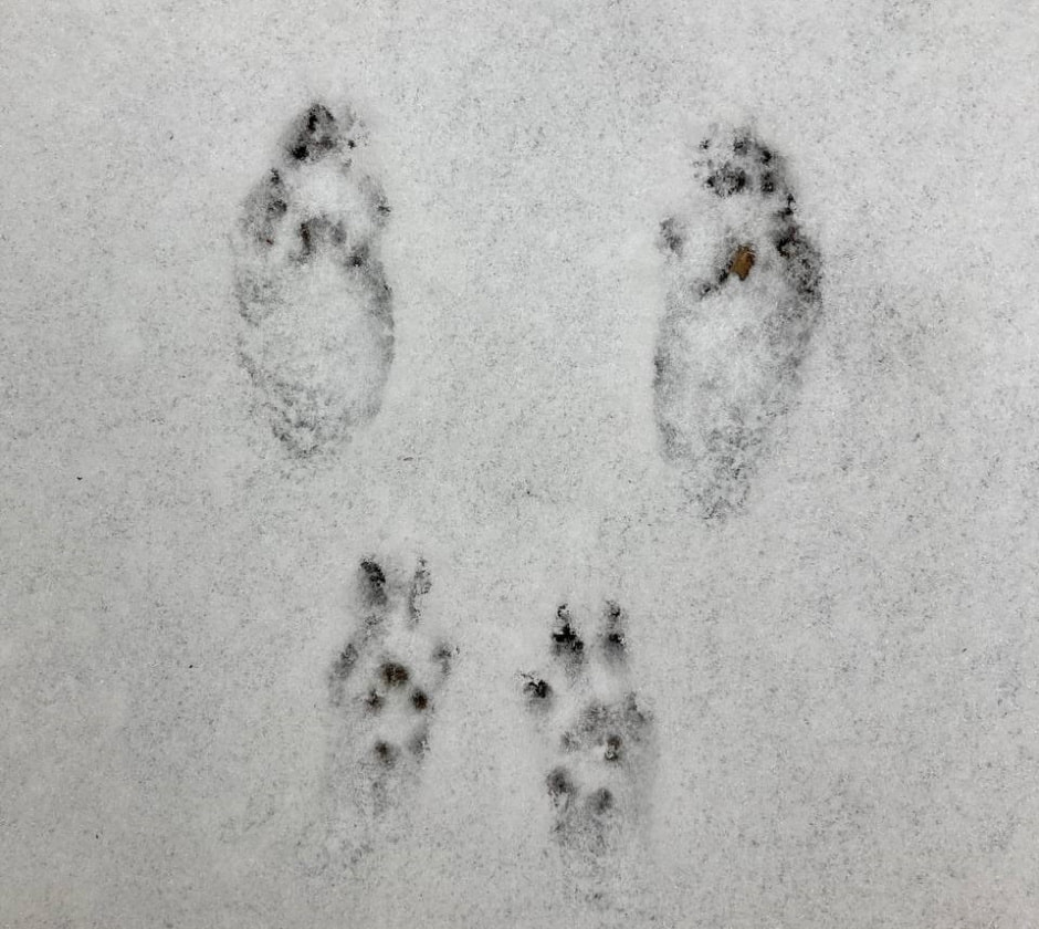 Следы животных 8.jpg