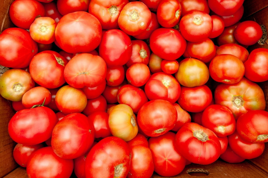 Семья Лой 20 лет выращивает огурцы и помидоры 3.jpg